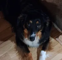 Brandy, a female Australian Shepherd for sale in East Sparta, OH – 5 of 5