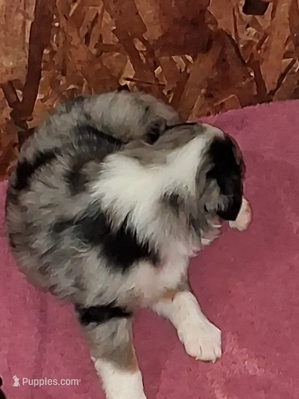 Pell – Australian Shepherd puppy for sale in East Sparta, OH