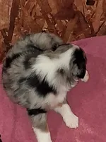Pell, a male Australian Shepherd for sale in East Sparta, OH – 1 of 1