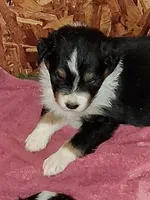Brandy, a female Australian Shepherd for sale in East Sparta, OH – 1 of 5
