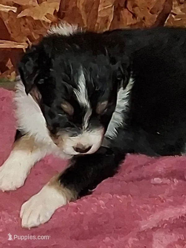 Bandit – Australian Shepherd puppy for sale in East Sparta, OH