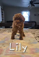 AKC Lily, a female Poodle - Toy  for sale in Elnora, IN – 2 of 3