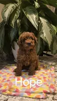 AKC Hope, a female Poodle - Toy  for sale in Elnora, IN – Photo 2 of 2