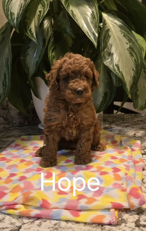 AKC Hope
