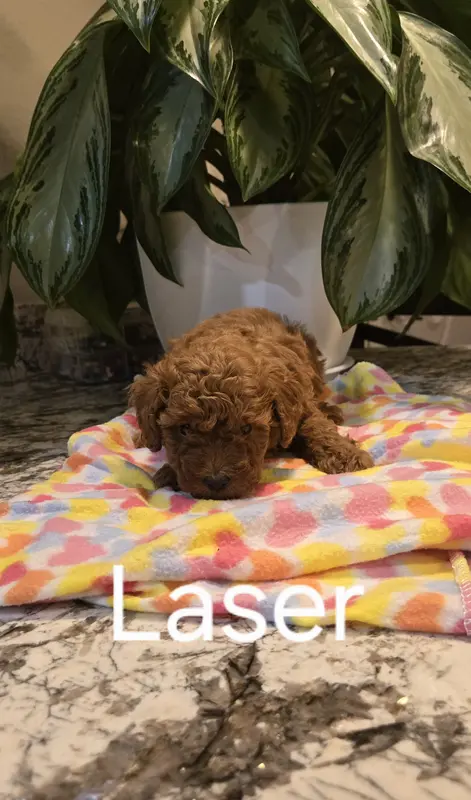 AKC Laser