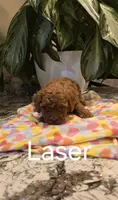 AKC Laser, a male Poodle - Toy  for sale in Elnora, IN – Photo 1 of 2