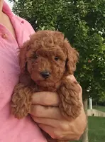 AKC Laser, a male Poodle - Toy  for sale in Elnora, IN – Photo 2 of 2