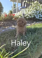 AKC Haley, a female Poodle - Toy  for sale in Elnora, IN – Photo 1 of 4