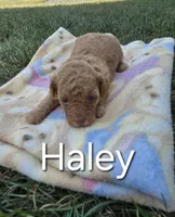 AKC Haley, a female Poodle - Toy  for sale in Elnora, IN – Photo 2 of 4