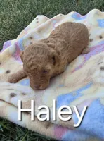 AKC Haley, a female Poodle - Toy  for sale in Elnora, IN – Photo 3 of 4