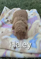 AKC Haley, a female Poodle - Toy  for sale in Elnora, IN – Photo 4 of 4