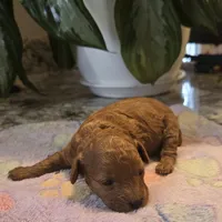 AKC Gabi, a female Poodle - Toy  for sale in Elnora, IN – Photo 2 of 3