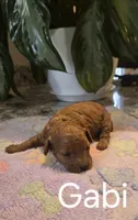 AKC Gabi, a female Poodle - Toy  for sale in Elnora, IN – Photo 2 of 3