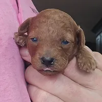 AKC Gabi, a female Poodle - Toy  for sale in Elnora, IN – Photo 3 of 3