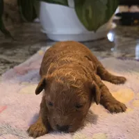 AKC Gabi, a female Poodle - Toy  for sale in Elnora, IN – Photo 1 of 3