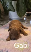 AKC Gabi, a female Poodle - Toy  for sale in Elnora, IN – Photo 1 of 3