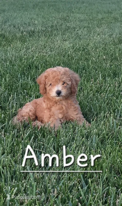 AKC Amber – Poodle - Toy  puppy for sale in Elnora, IN