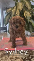 AKC Sydney, a female Poodle - Toy  for sale in Elnora, IN – Photo 2 of 4
