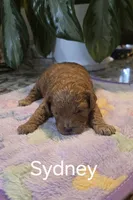 AKC Sydney, a female Poodle - Toy  for sale in Elnora, IN – Photo 3 of 4