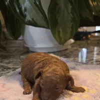 AKC Gigi, a female Poodle - Toy  for sale in Elnora, IN – Photo 2 of 3