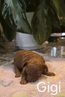 AKC Gigi, a female Poodle - Toy  for sale in Elnora, IN – Photo 2 of 3