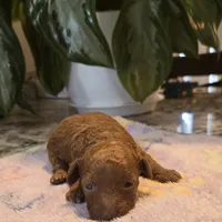 AKC Gigi, a female Poodle - Toy  for sale in Elnora, IN – Photo 1 of 3