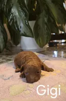 AKC Gigi, a female Poodle - Toy  for sale in Elnora, IN – Photo 1 of 3