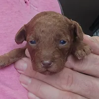 AKC Gigi, a female Poodle - Toy  for sale in Elnora, IN – Photo 3 of 3