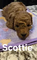 AKC Scottie pending, a male Poodle - Toy  for sale in Elnora, IN – Photo 2 of 4