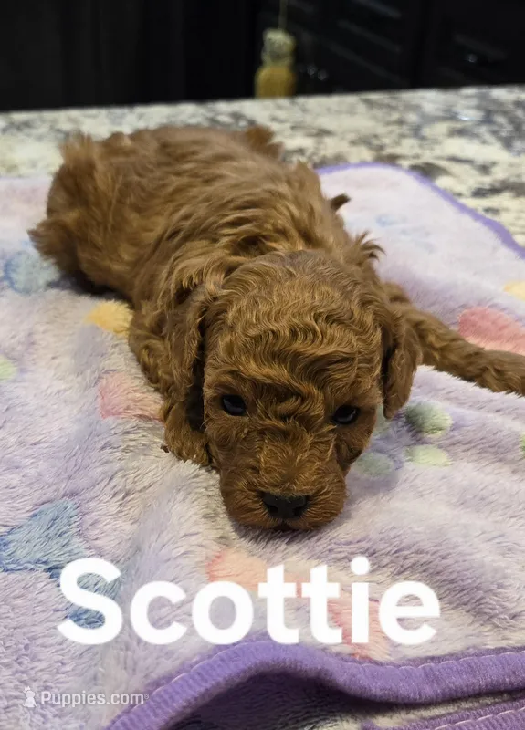 AKC Scottie pending