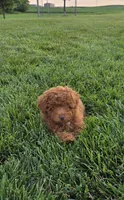 AKC Lily, a female Poodle - Toy  for sale in Elnora, IN – 4 of 4