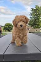 AKC Bear, a male Poodle - Toy  for sale in Elnora, IN – 2 of 5
