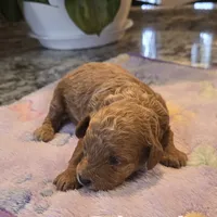 AKC Clark, a male Poodle - Toy  for sale in Elnora, IN – Photo 4 of 5