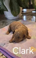 AKC Clark, a male Poodle - Toy  for sale in Elnora, IN – Photo 4 of 5