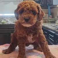 AKC Clark, a male Poodle - Toy  for sale in Elnora, IN – Photo 2 of 5