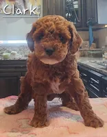 AKC Clark, a male Poodle - Toy  for sale in Elnora, IN – Photo 2 of 5