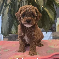 AKC Clark, a male Poodle - Toy  for sale in Elnora, IN – Photo 1 of 5