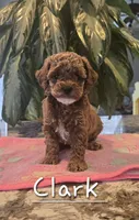 AKC Clark, a male Poodle - Toy  for sale in Elnora, IN – Photo 1 of 5