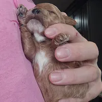 AKC Clark, a male Poodle - Toy  for sale in Elnora, IN – Photo 5 of 5