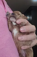 AKC Clark, a male Poodle - Toy  for sale in Elnora, IN – Photo 5 of 5