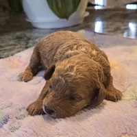 AKC Clark, a male Poodle - Toy  for sale in Elnora, IN – Photo 3 of 5