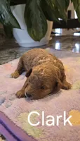 AKC Clark, a male Poodle - Toy  for sale in Elnora, IN – Photo 3 of 5