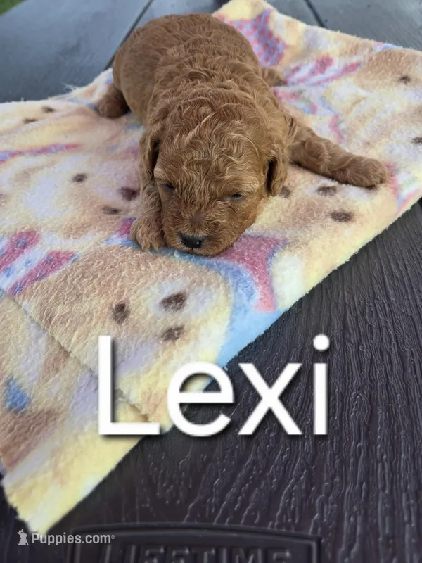 AKC Lexi
