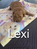 AKC Lexi, a female Poodle - Toy  for sale in Elnora, IN – Photo 1 of 4