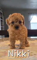 AKC Nikki, a female Poodle - Toy  for sale in Elnora, IN – 2 of 2