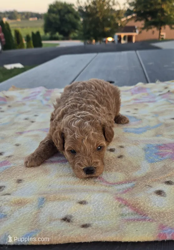 AKC Fin – Poodle - Toy  puppy for sale in Elnora, IN
