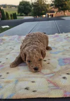 AKC Fin, a male Poodle - Toy  for sale in Elnora, IN – 1 of 1
