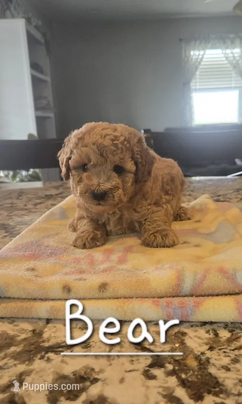 AKC Bear – Poodle - Toy  puppy for sale in Elnora, IN
