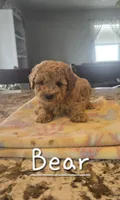 AKC Bear, a male Poodle - Toy  for sale in Elnora, IN – 1 of 2