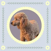 AKC Hershey, a male Poodle - Toy  for sale in Elnora, IN – Photo 8 of 8